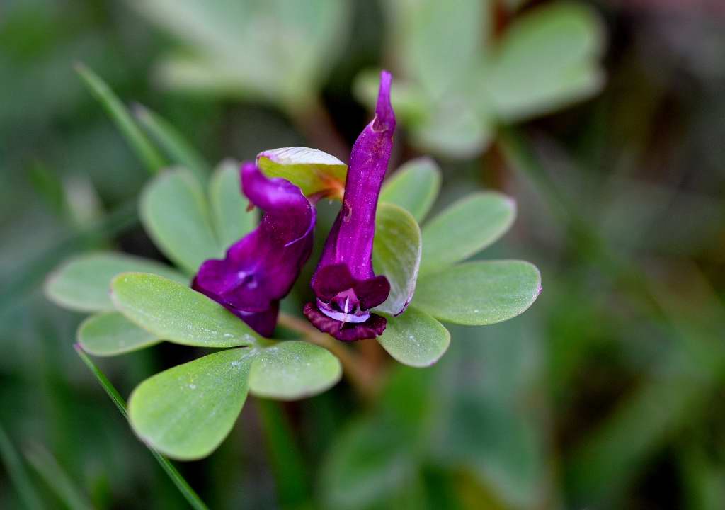 Gotländsk nunneört – Corydalis gotlandica | bornholmuppochner ...